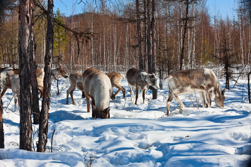 Photo story: A mysterious minority group which raises reindeers