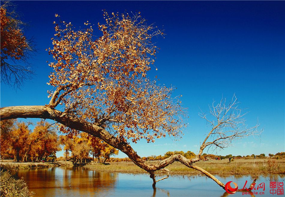 Scenery of populus euphratica forest in N China