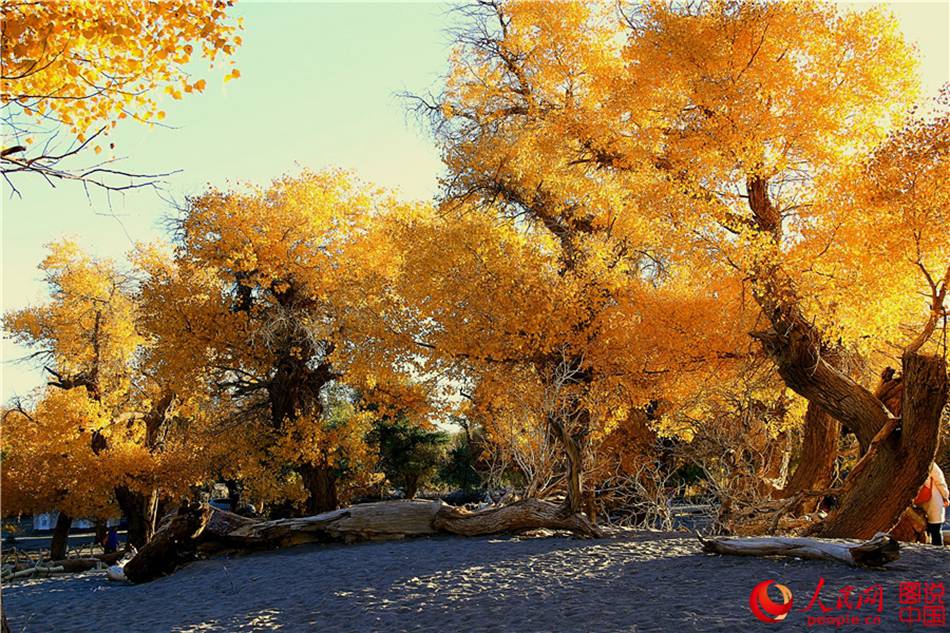 Scenery of populus euphratica forest in N China