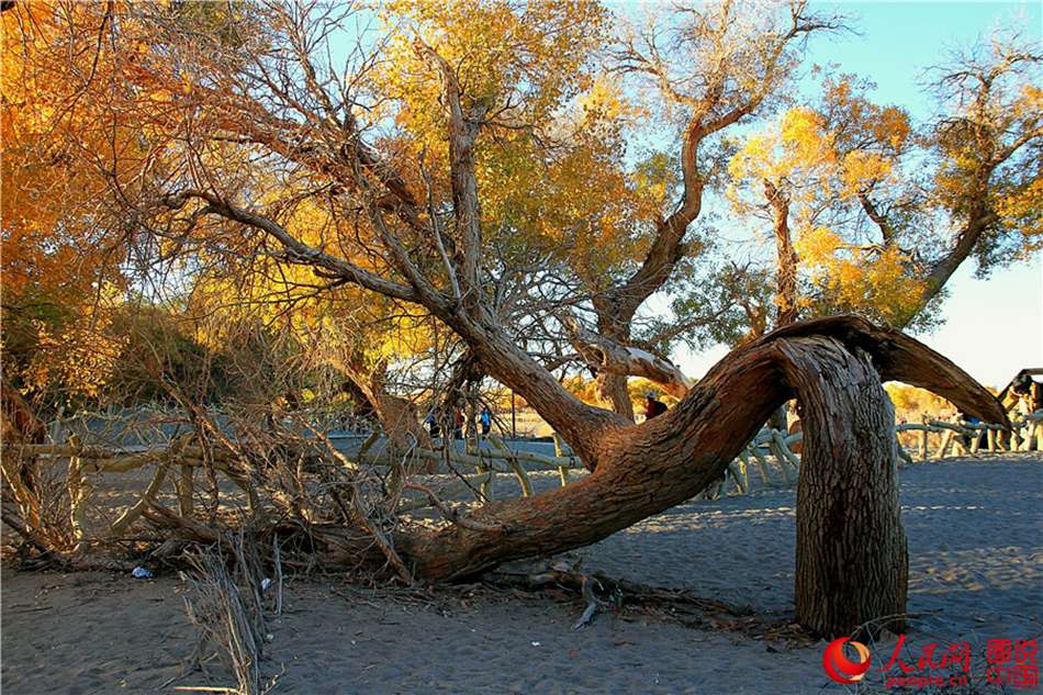 Scenery of populus euphratica forest in N China