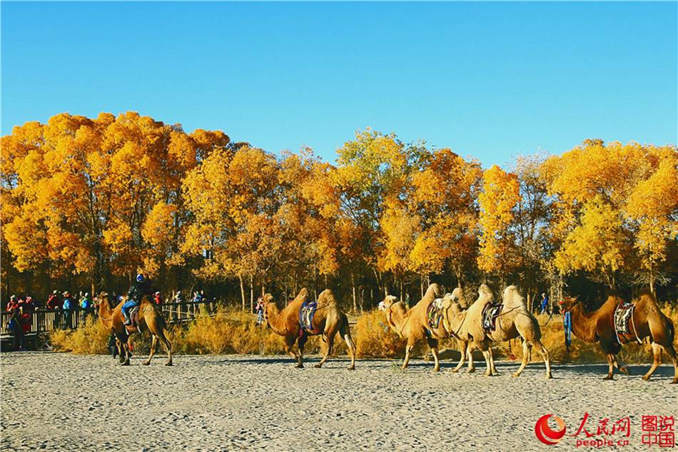 Scenery of populus euphratica forest in N China