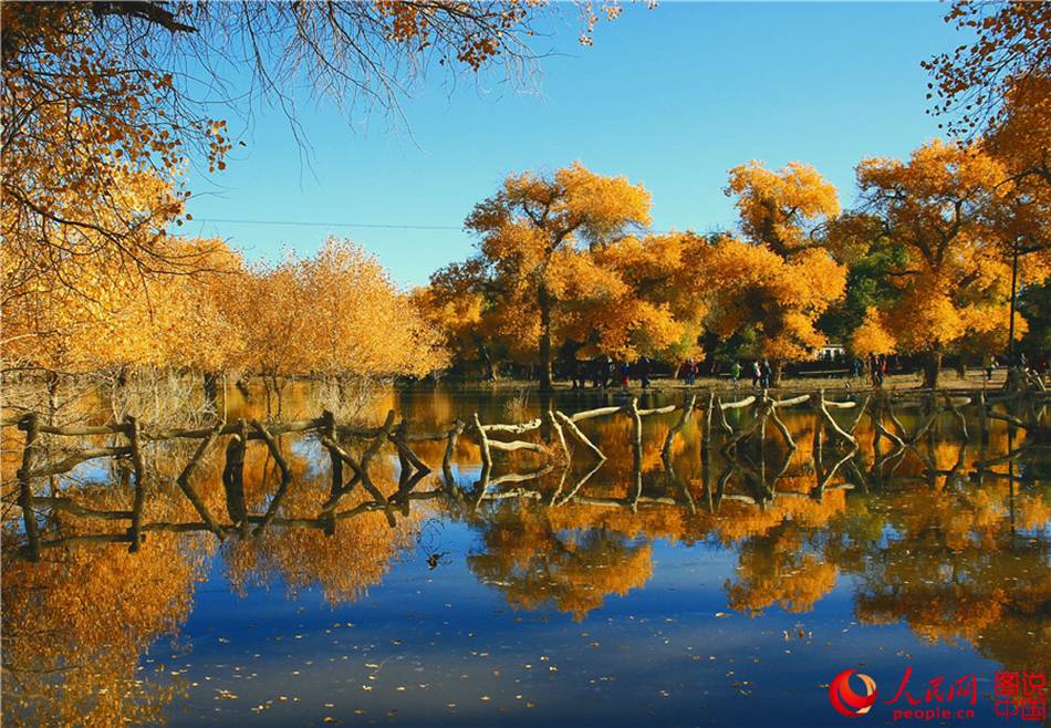 Scenery of populus euphratica forest in N China