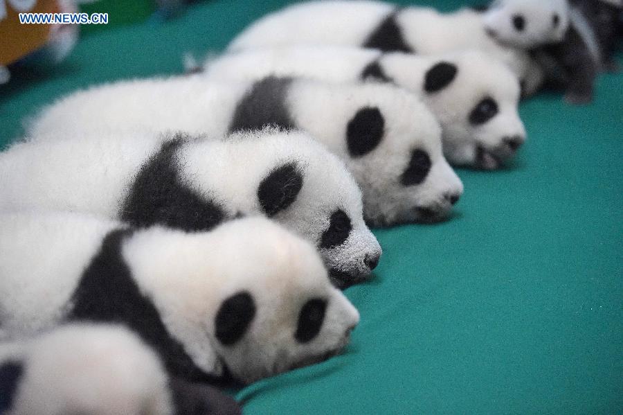 12 twin panda cubs meet public in SW China