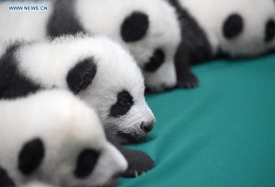 12 twin panda cubs meet public in SW China