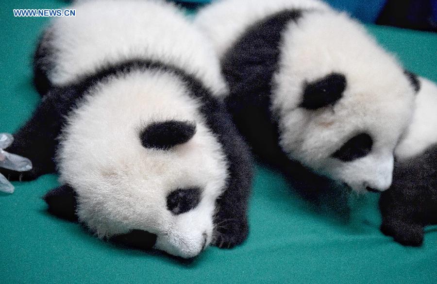 12 twin panda cubs meet public in SW China