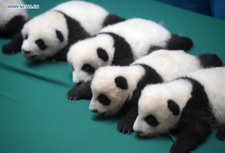 12 twin panda cubs meet public in SW China