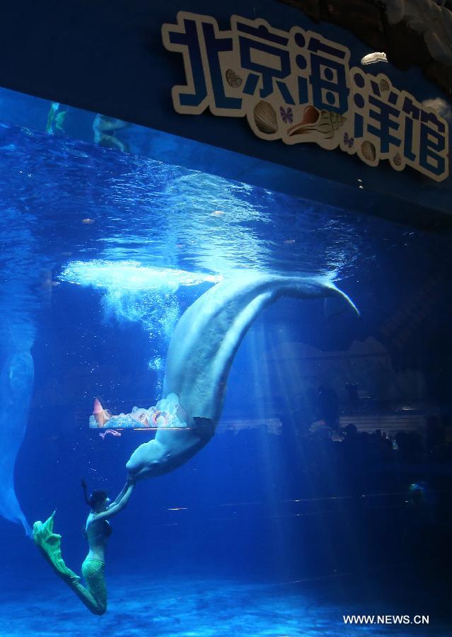 Shark Awareness Day marked in Beijing Aquarium