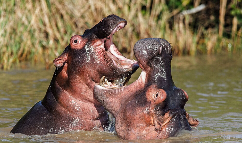 Brave mama hippo fights for her baby