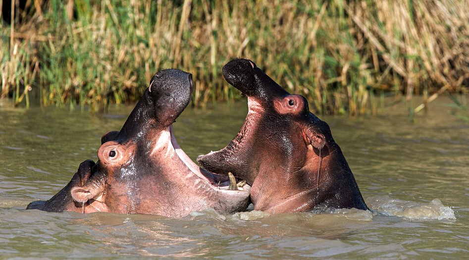 Brave mama hippo fights for her baby