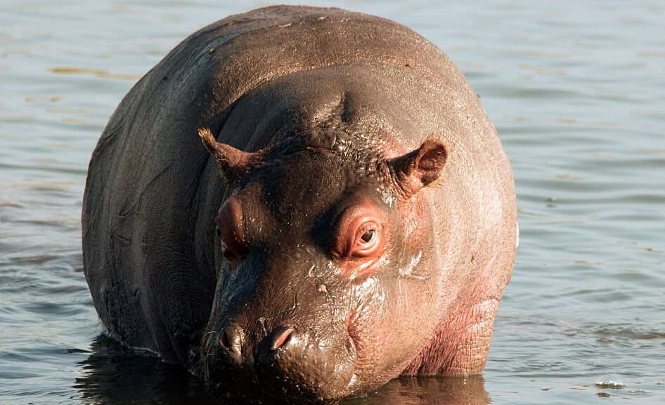 Brave mama hippo fights for her baby