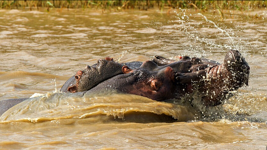 Brave mama hippo fights for her baby