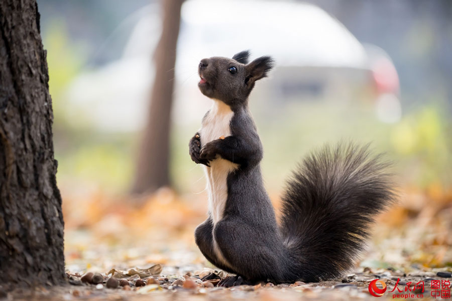 Cute squirrel melts your heart