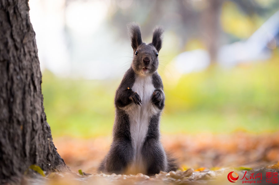 Cute squirrel melts your heart