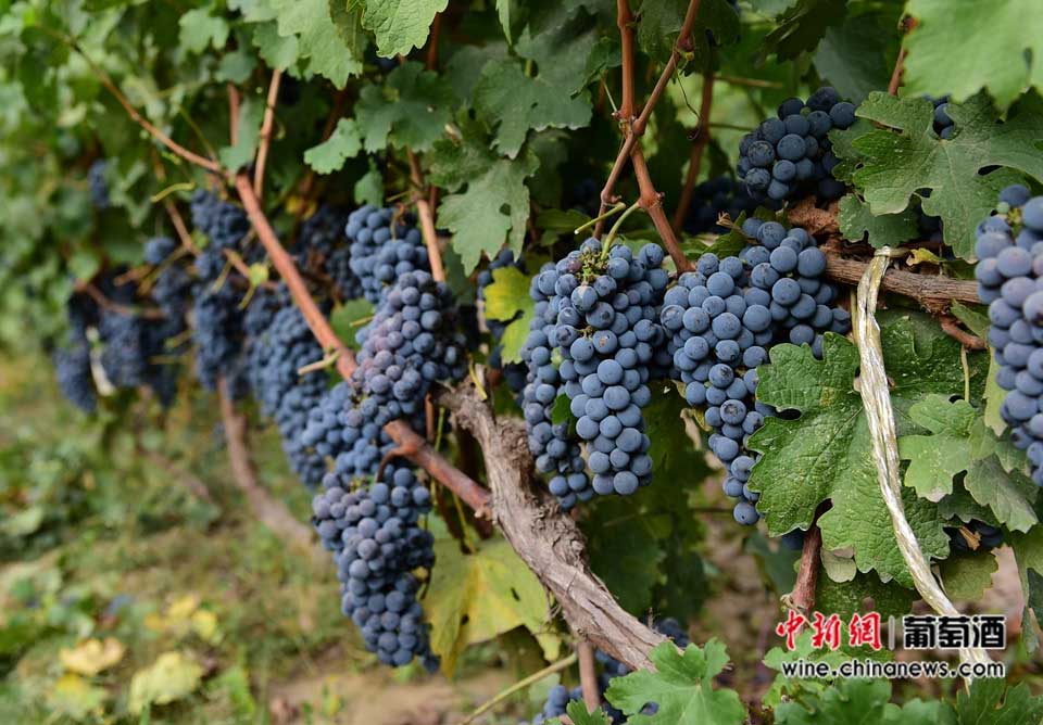 French vintner dedicated to making wine in Chinese winery 