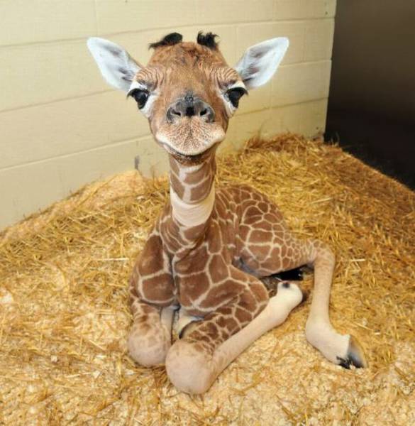 Cutest baby animals that will melt your heart