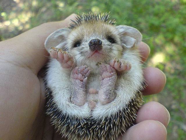 Cutest baby animals that will melt your heart