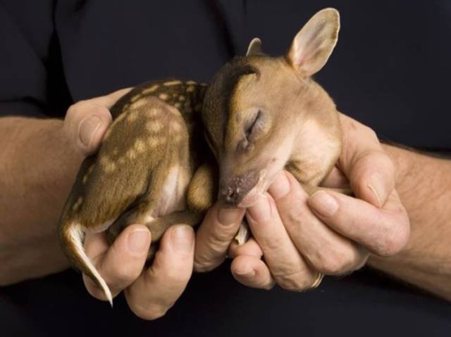 Cutest baby animals that will melt your heart