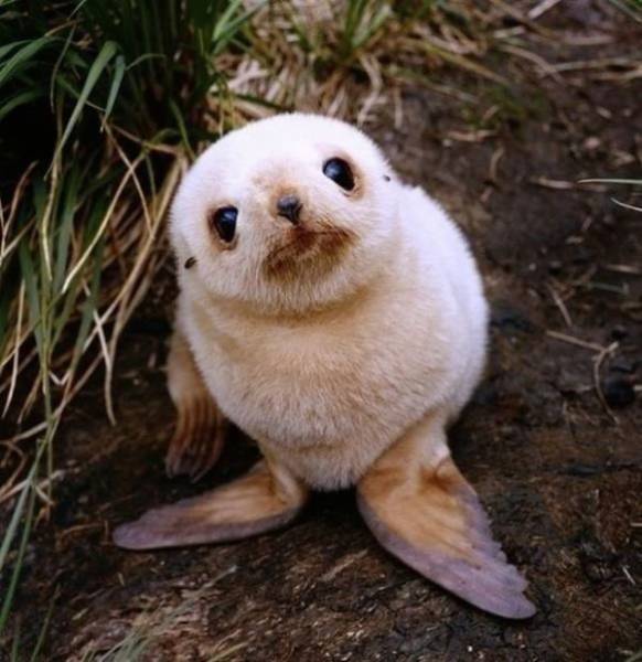 Cutest baby animals that will melt your heart