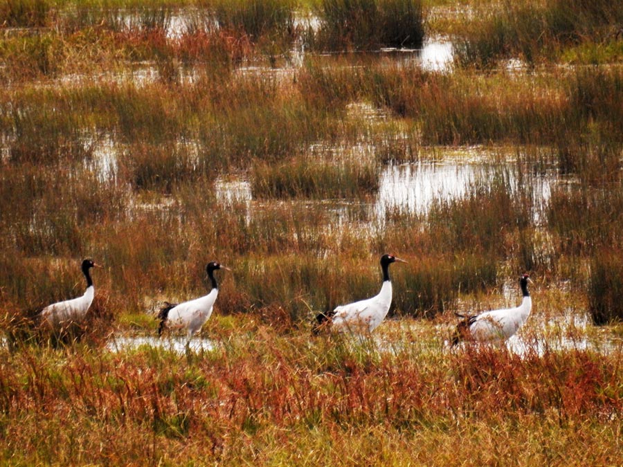 Caohai Plateau Wetland receives first batch of migratory birds in 2015