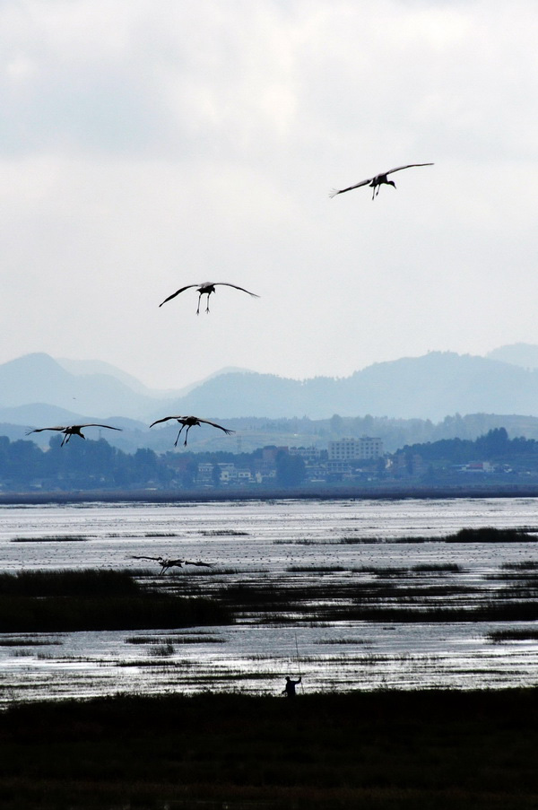 Caohai Plateau Wetland receives first batch of migratory birds in 2015