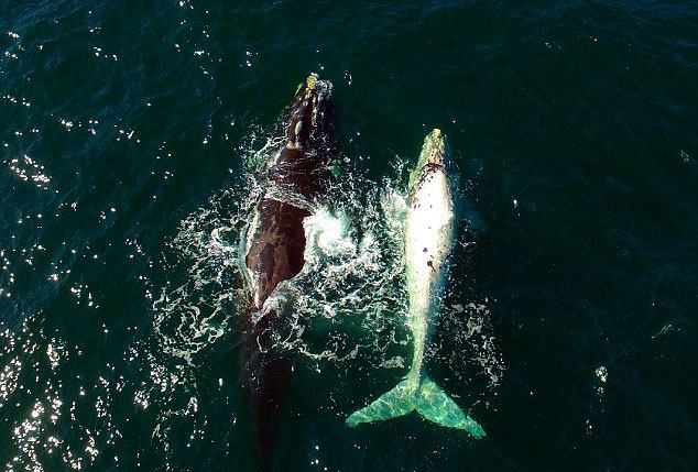 Rare Footage Captured an Albino Whale Playing with its Mother