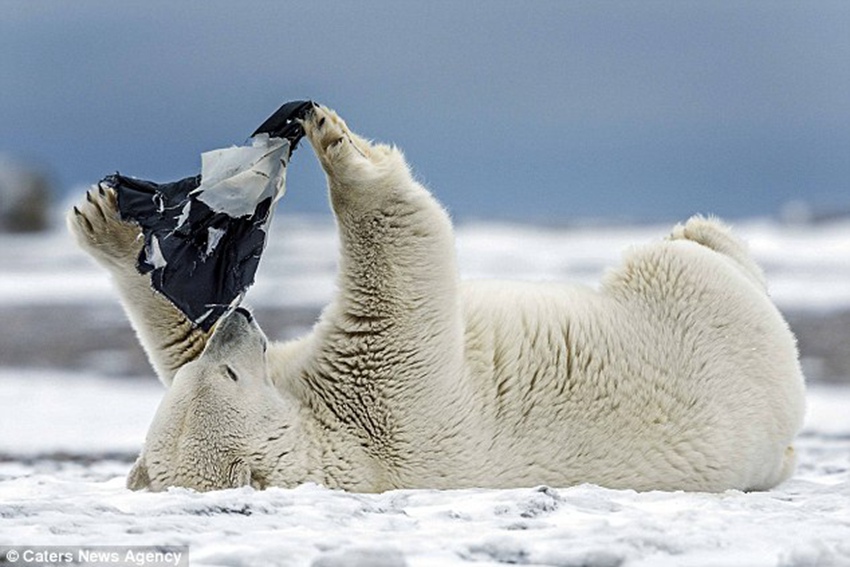 Polar bear plays with a pair of shorts after finding them near Eskimo enclave