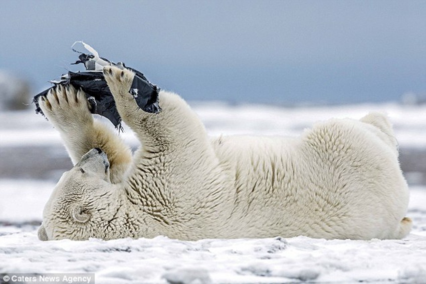 Polar bear plays with a pair of shorts after finding them near Eskimo enclave