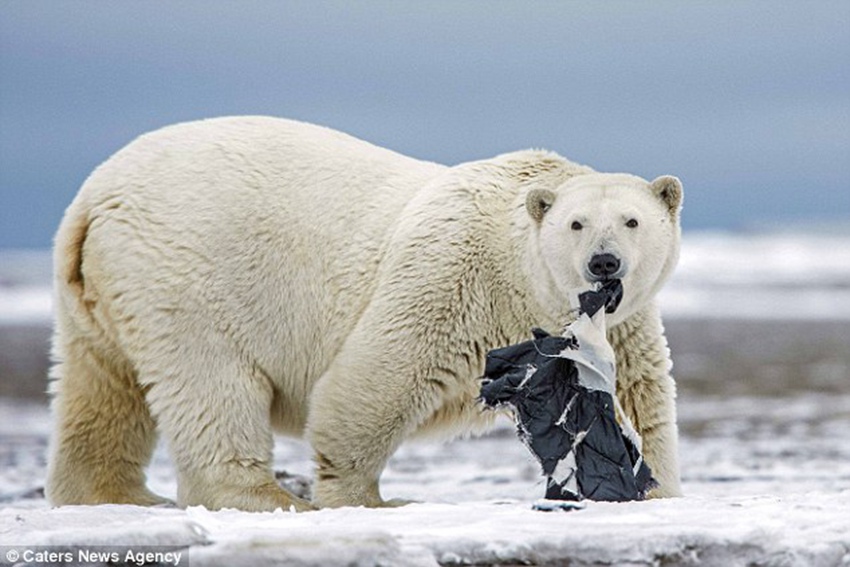 Polar bear plays with a pair of shorts after finding them near Eskimo enclave