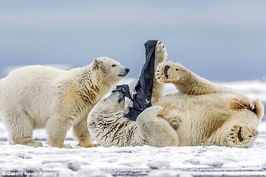 Polar bear plays with a pair of shorts after finding them near Eskimo enclave