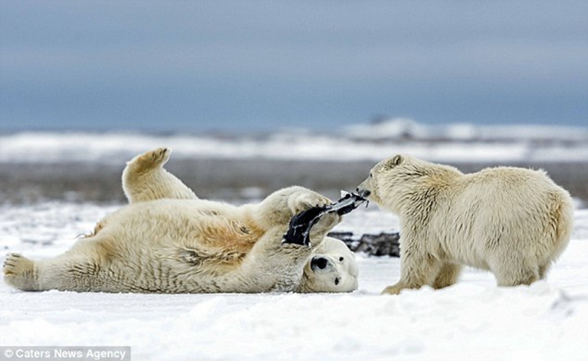 Polar bear plays with a pair of shorts after finding them near Eskimo enclave