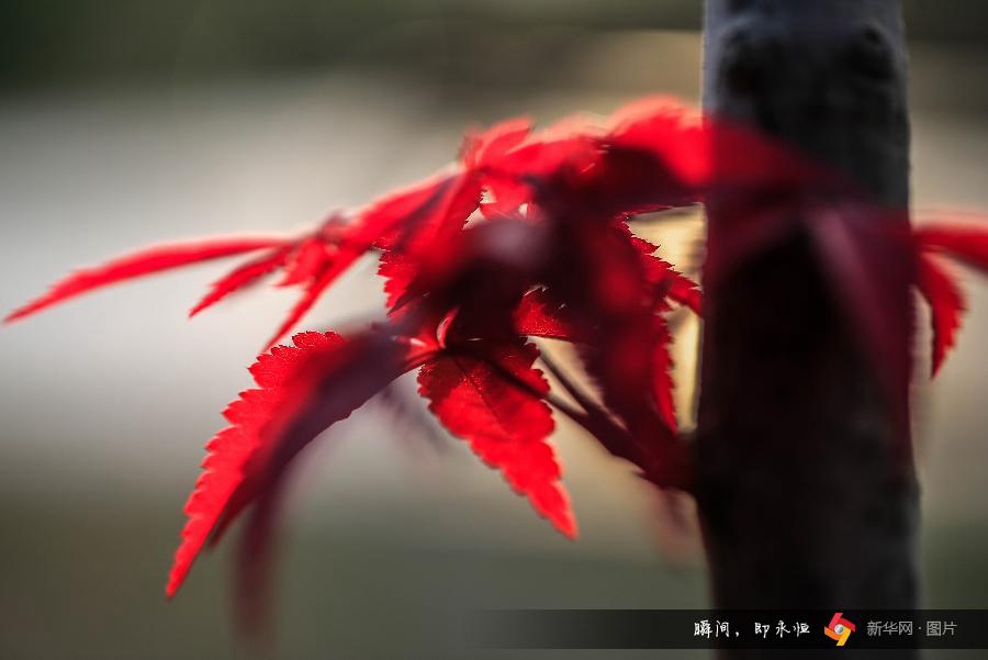 Autumn scenery around China