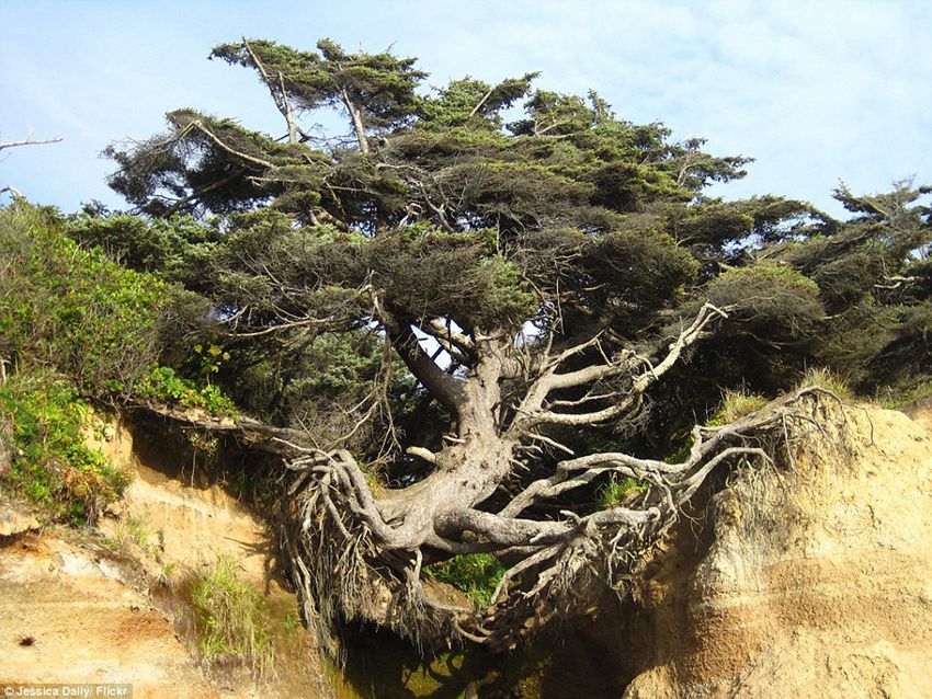 Pictures of a tree doing splits defying the laws of gravity