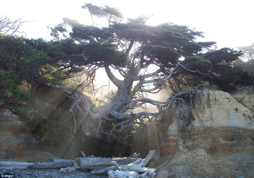 Pictures of a tree doing splits defying the laws of gravity