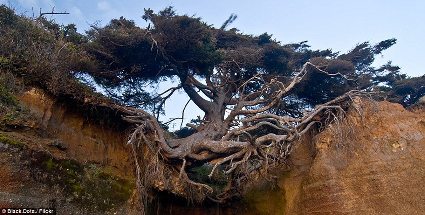 Pictures of a tree doing splits defying the laws of gravity