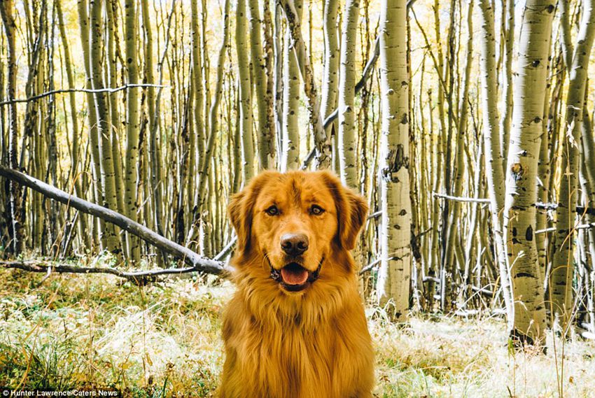 Meet the dog Aspen who puts your outdoor travel adventures to shame