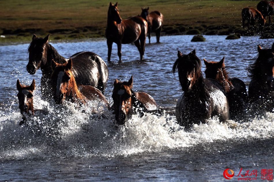 Horses on grasslands