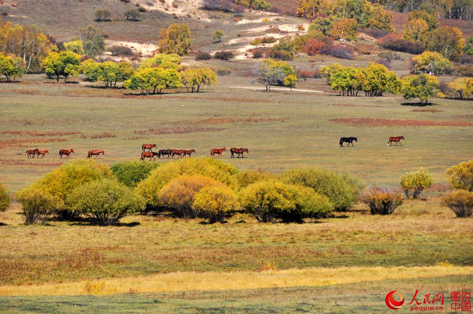 Horses on grasslands