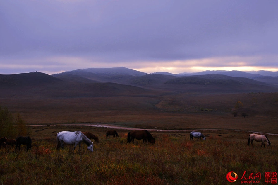 Horses on grasslands