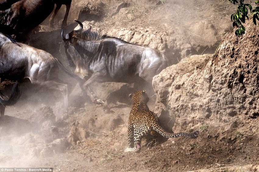 Paolo Torchio photographs a leopard pouncing on a wildebeest in Kenya