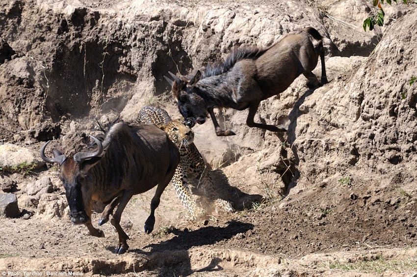 Paolo Torchio photographs a leopard pouncing on a wildebeest in Kenya