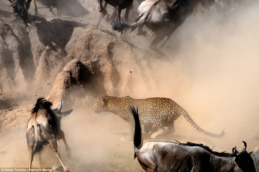 Paolo Torchio photographs a leopard pouncing on a wildebeest in Kenya