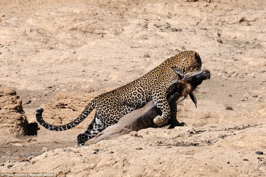 Paolo Torchio photographs a leopard pouncing on a wildebeest in Kenya