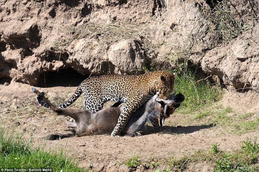 Paolo Torchio photographs a leopard pouncing on a wildebeest in Kenya