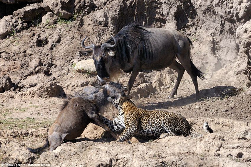 Paolo Torchio photographs a leopard pouncing on a wildebeest in Kenya