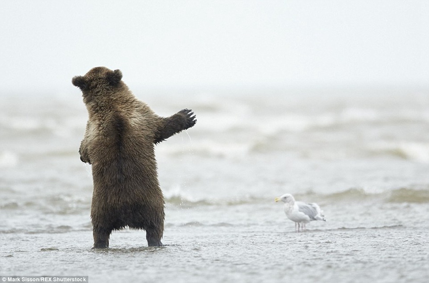 Brown bear cub in Alaska pictured throwing some shapes for the gulls