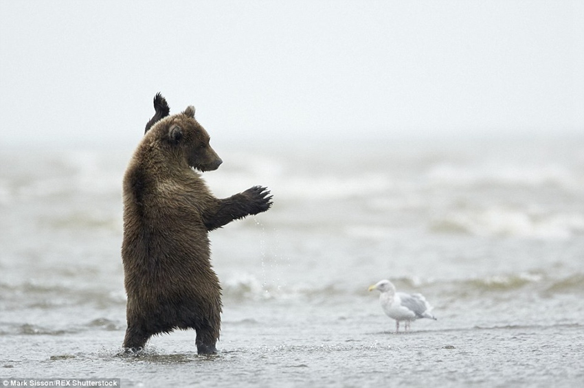 Brown bear cub in Alaska pictured throwing some shapes for the gulls