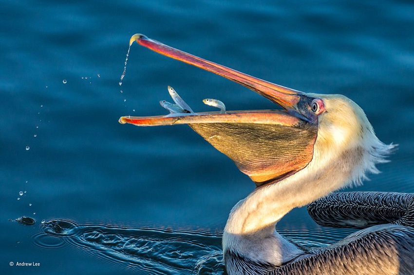 Finalists of Wildlife Photographer of the Year 2015 competition