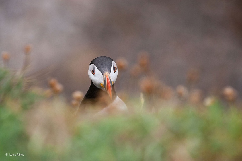 Finalists of Wildlife Photographer of the Year 2015 competition