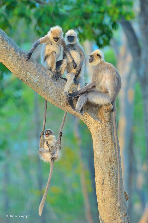 Finalists of Wildlife Photographer of the Year 2015 competition