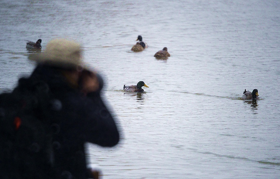 Beijing Wild Duck Lake: Heavenly wetland for birds